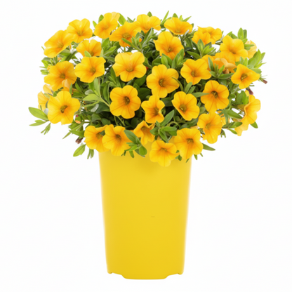 Calibrachoa Yellow - 8"
