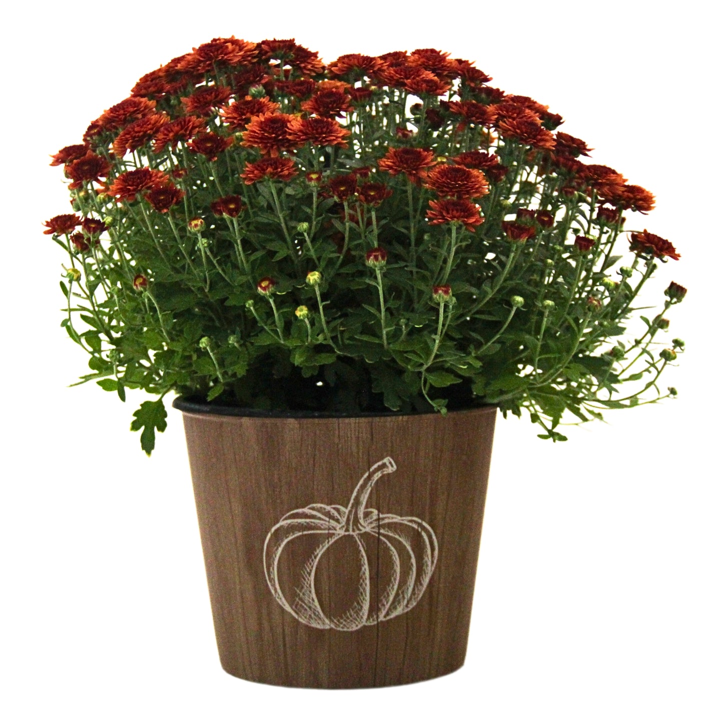 Scented Mum - 3.0 QT (2 Pack)