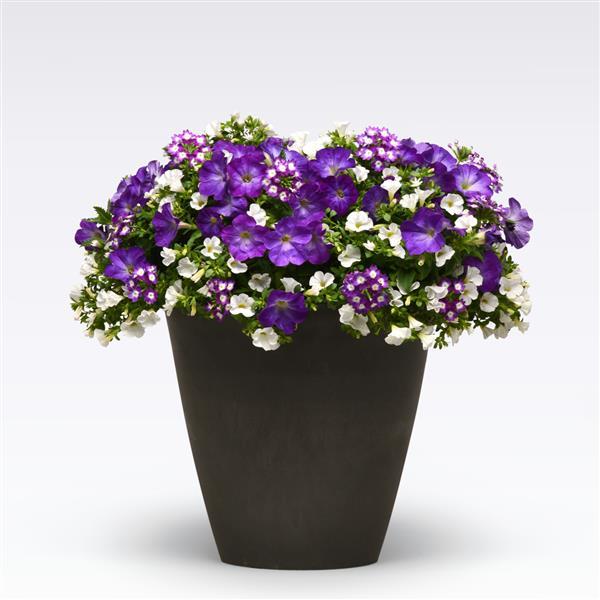 Eye Caramba with Juncus - 16"