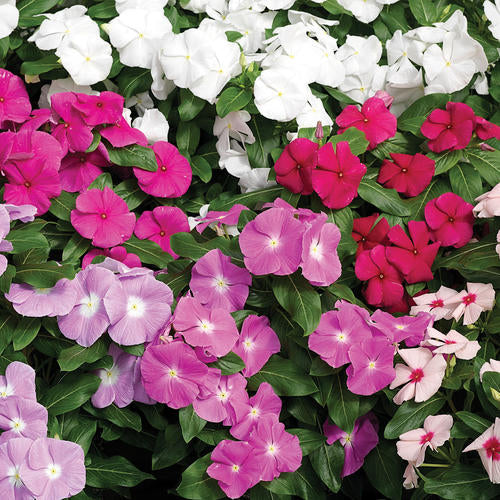 Vinca XDR Mix - 4.5"