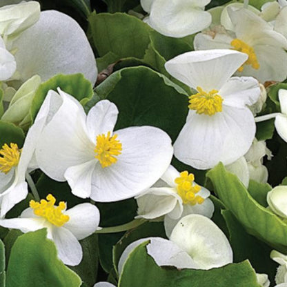 Begonia Green Leaf White - 4.5"