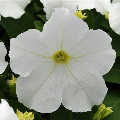 Petunia White - 4.0"
