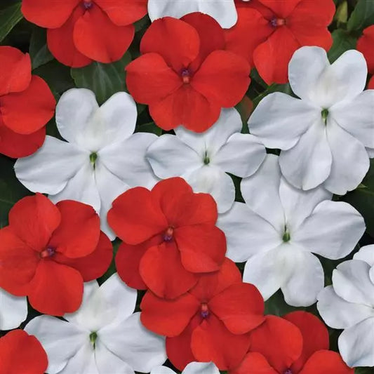 Impatiens Cape Pine Mix - 4.0"