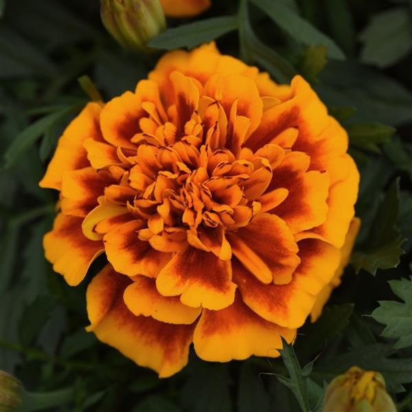 Marigold Bonanza Flame - 4.5"