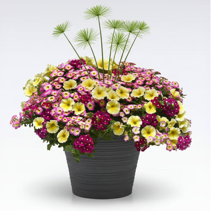 Great Escape with Cyperus - 16"